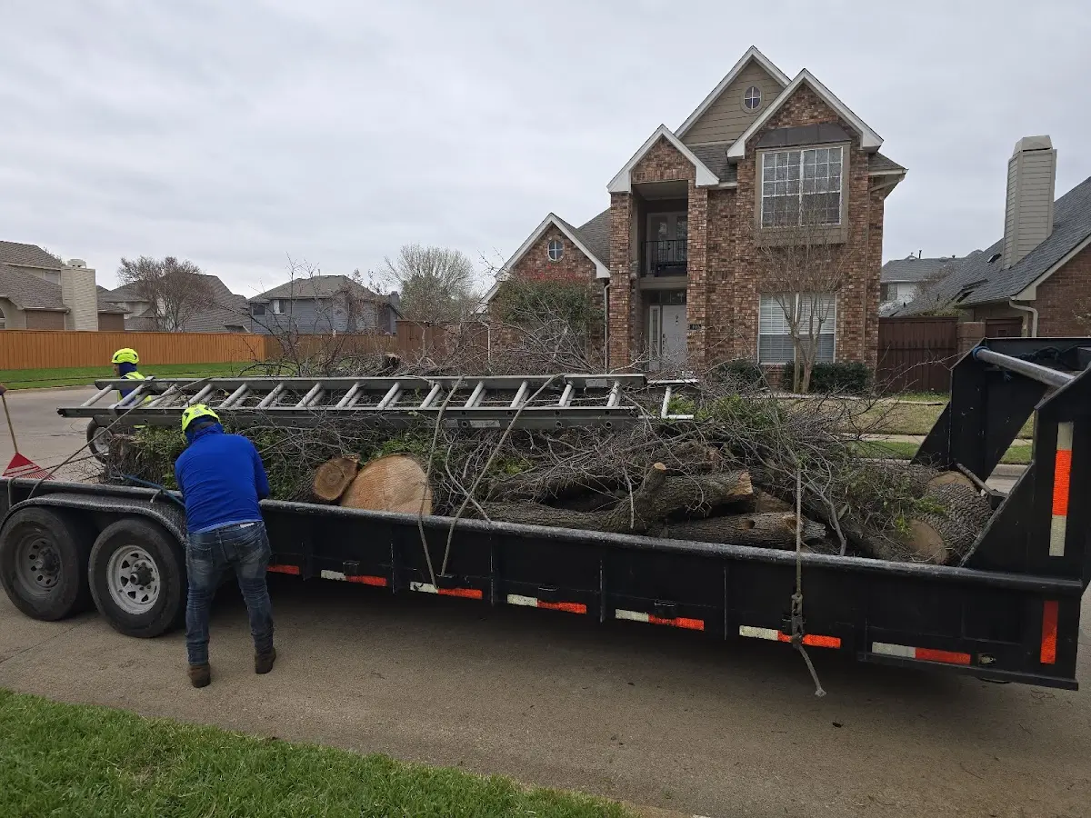 Expert Tree Pest Control with proper safety equipment in Granger